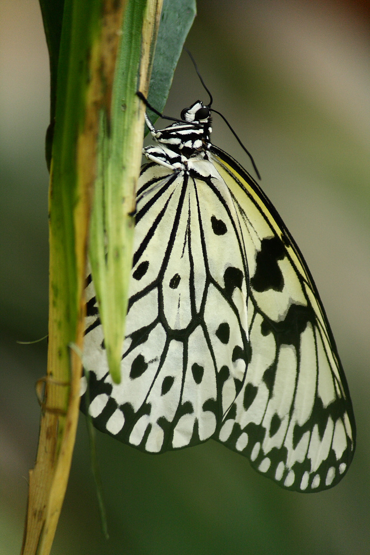 arabesque