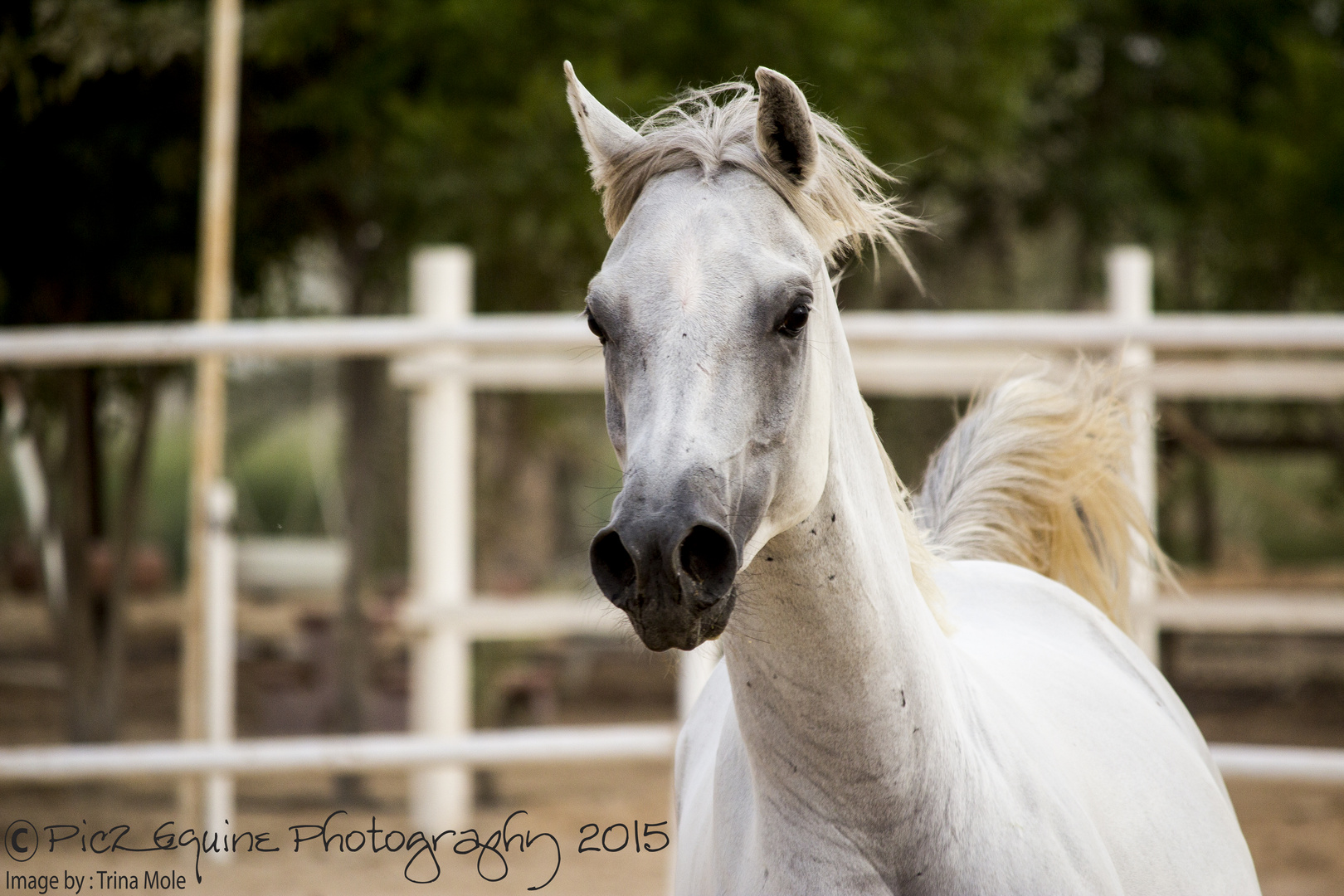 Arabian Beauty Horse