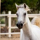 Arabian Beauty Horse