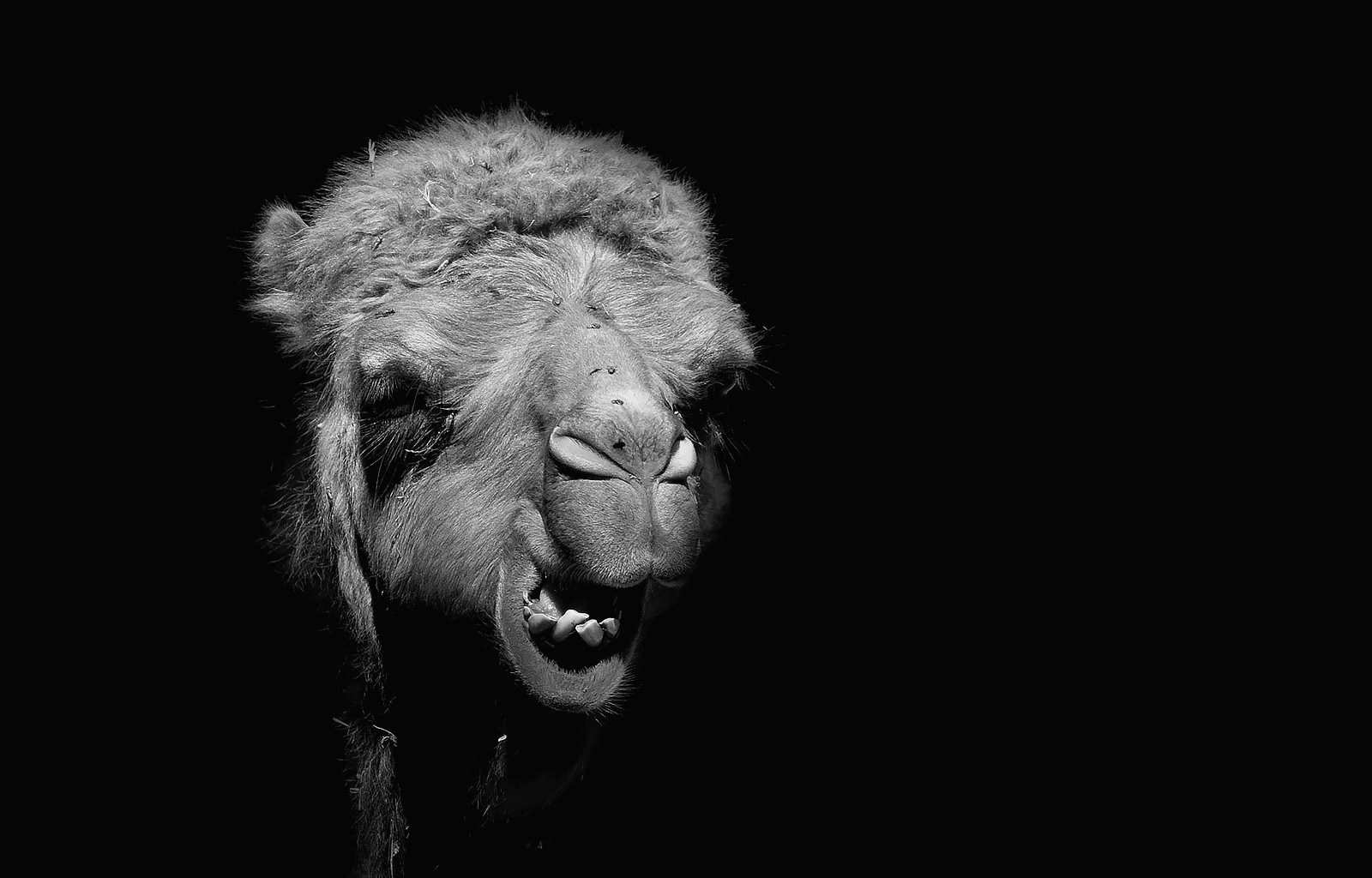 Arabian camel - BWLK