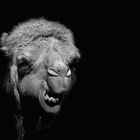 Arabian camel - BWLK