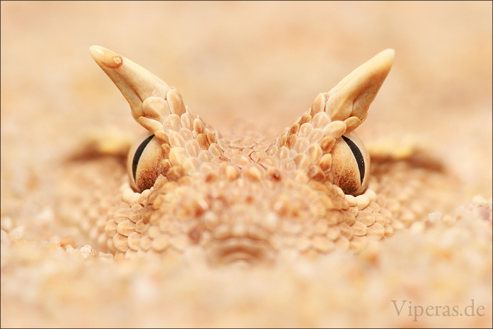 Arabian Horned Viper