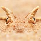 Arabian Horned Viper