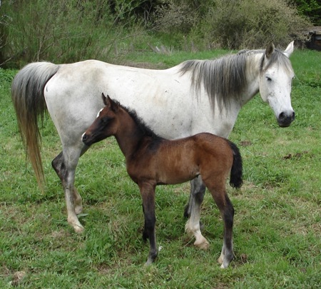 Arabian Horse