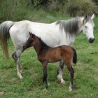 Arabian Horse