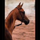 ARABIAN HORSE....