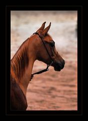 ARABIAN HORSE....