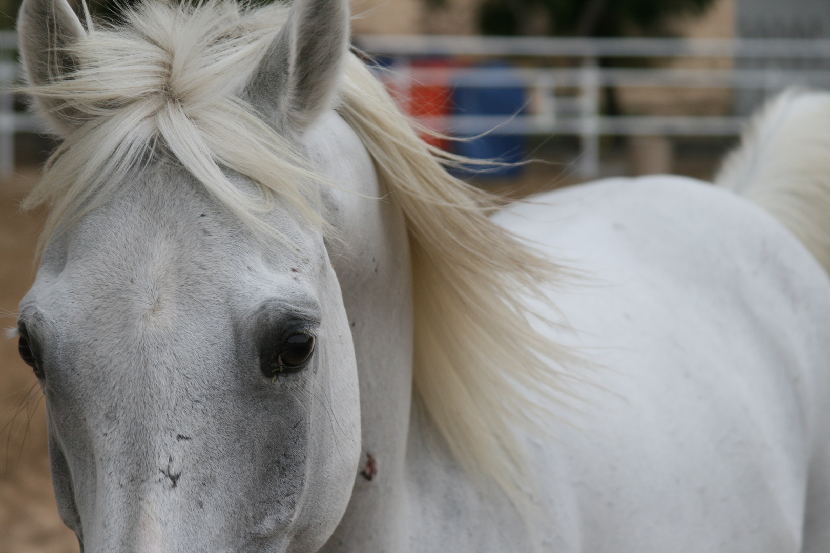 Arabian Horse