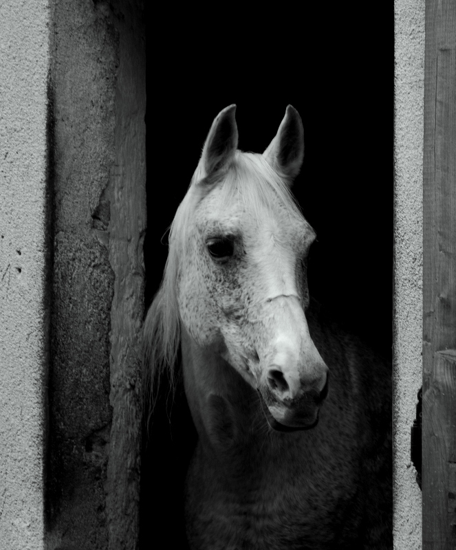 arabian horse