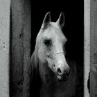 arabian horse