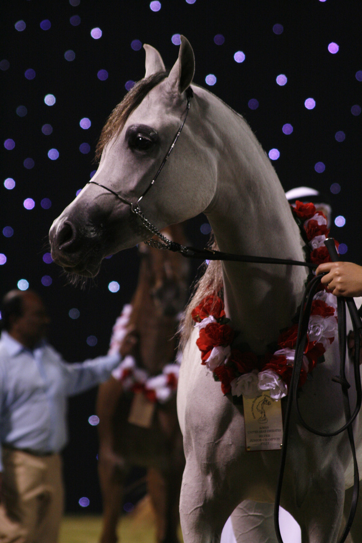 Arabian Horse at Ajman Show UAE 2010