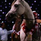 Arabian Horse at Ajman Show UAE 2010