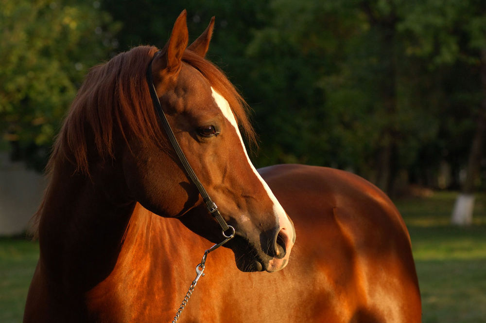 Arabian horse