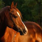 Arabian horse