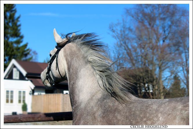 Arabian horse