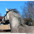 Arabian horse