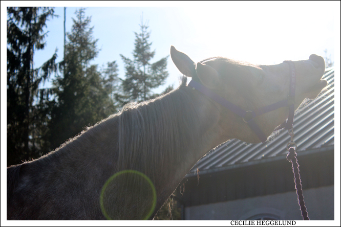 Arabian horse in sun