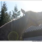 Arabian horse in sun