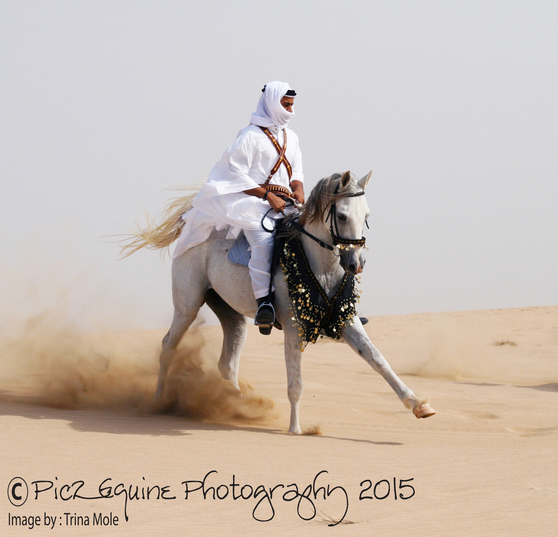 Arabian Horse in the desert with Bedouin Rider