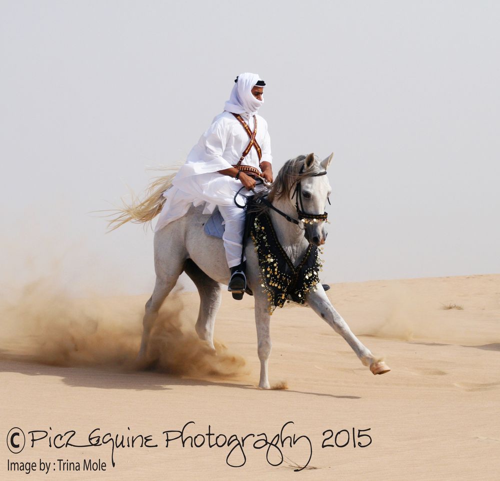 Arabian Horse in the desert with Bedouin Rider photo & image animals