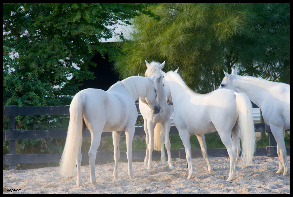 Arabian Horses