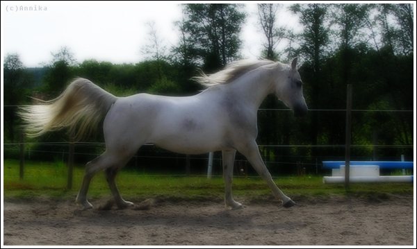 Arabian mare