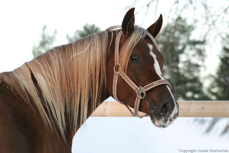 Arabian mare