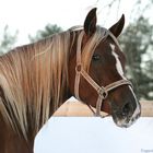 Arabian mare
