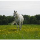 Arabian mare in field