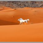 Arabian Mares in Desert