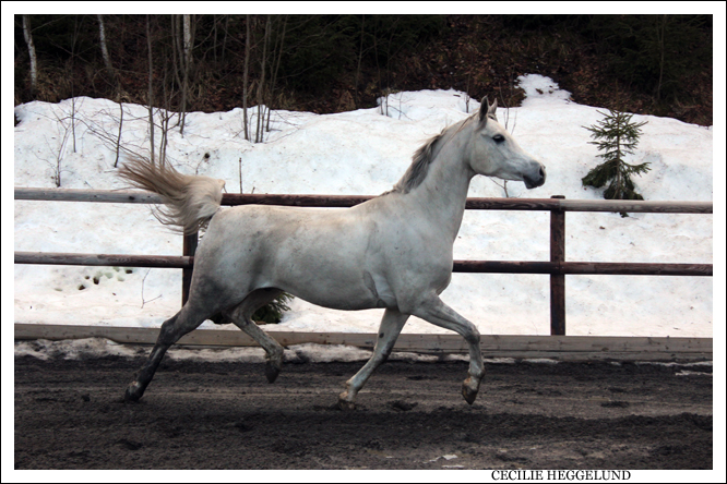 Arabian movements!