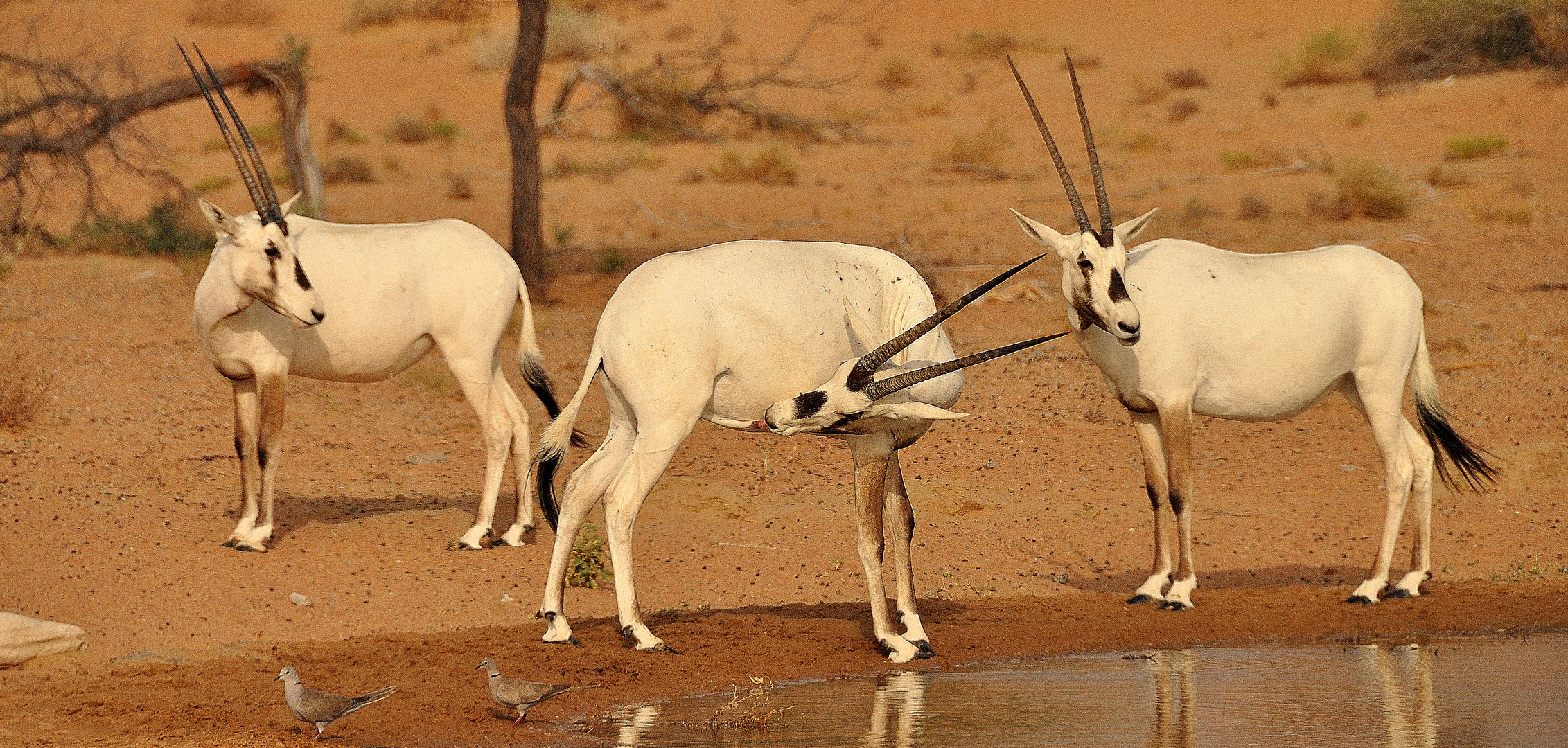 Arabian Oryx - Al Maha Desert Resort & Spa