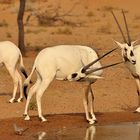 Arabian Oryx - Al Maha Desert Resort & Spa