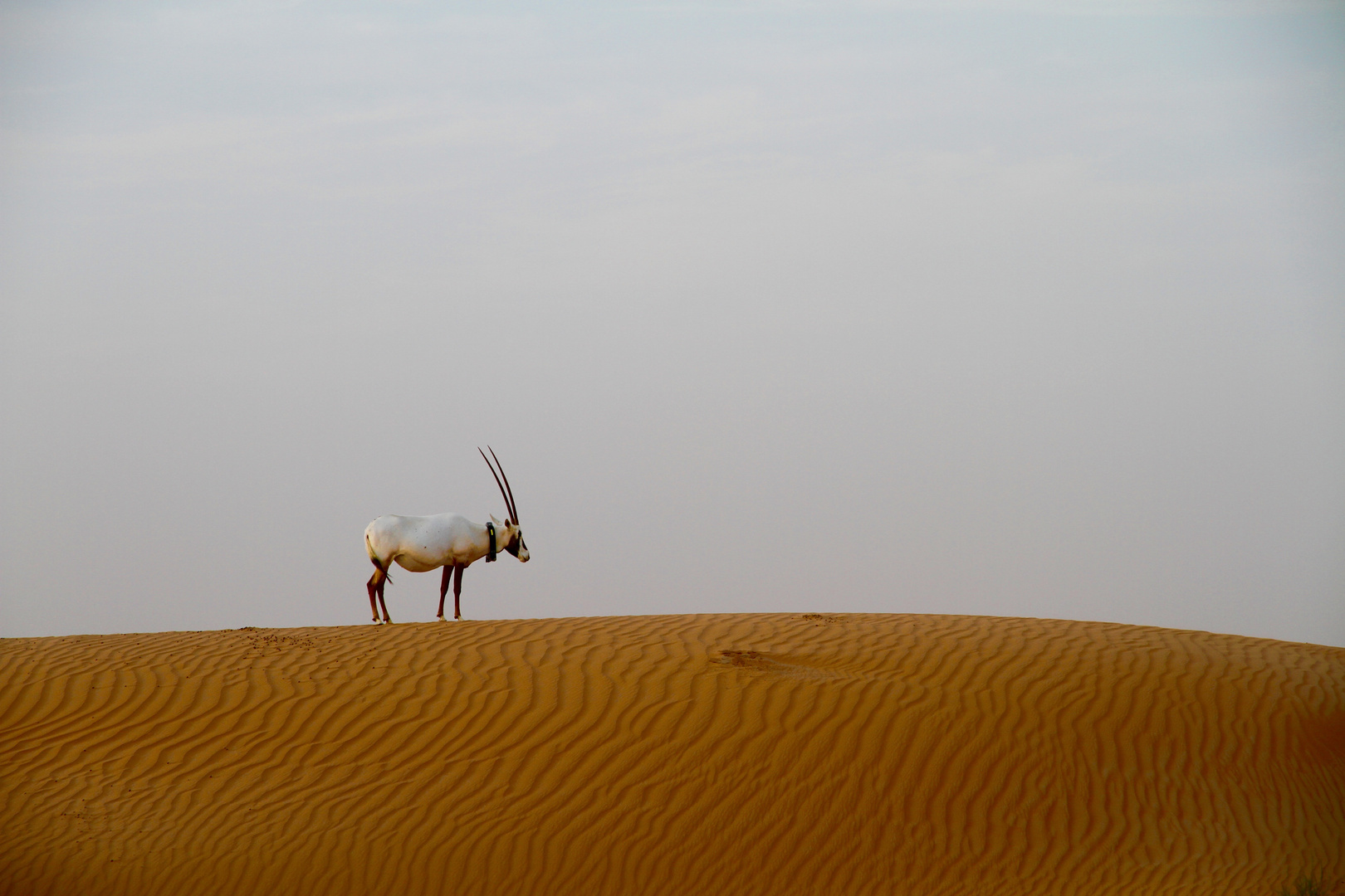 Arabian Oryx