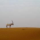 Arabian Oryx