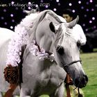 Arabian Show Horse