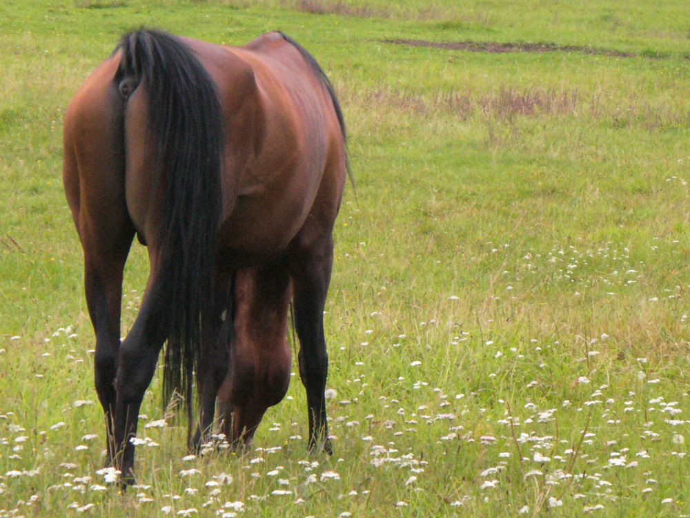 arabian stallion..