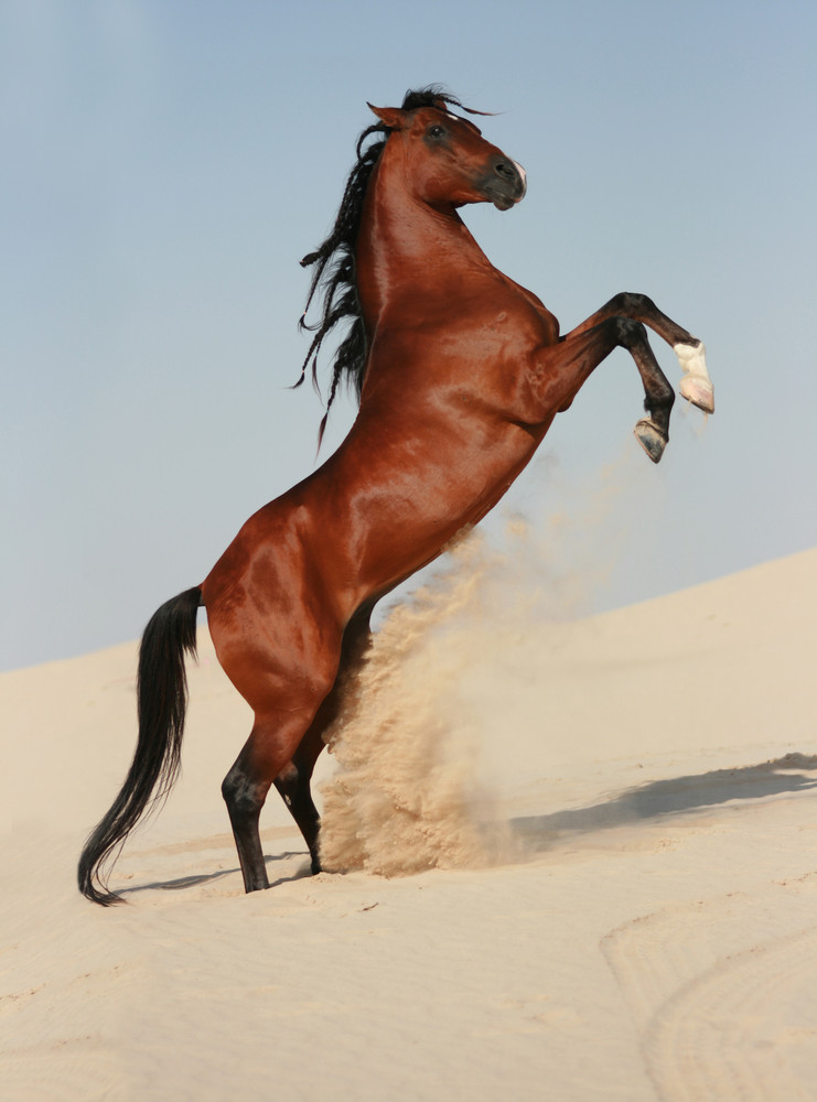 Arabian Stallion