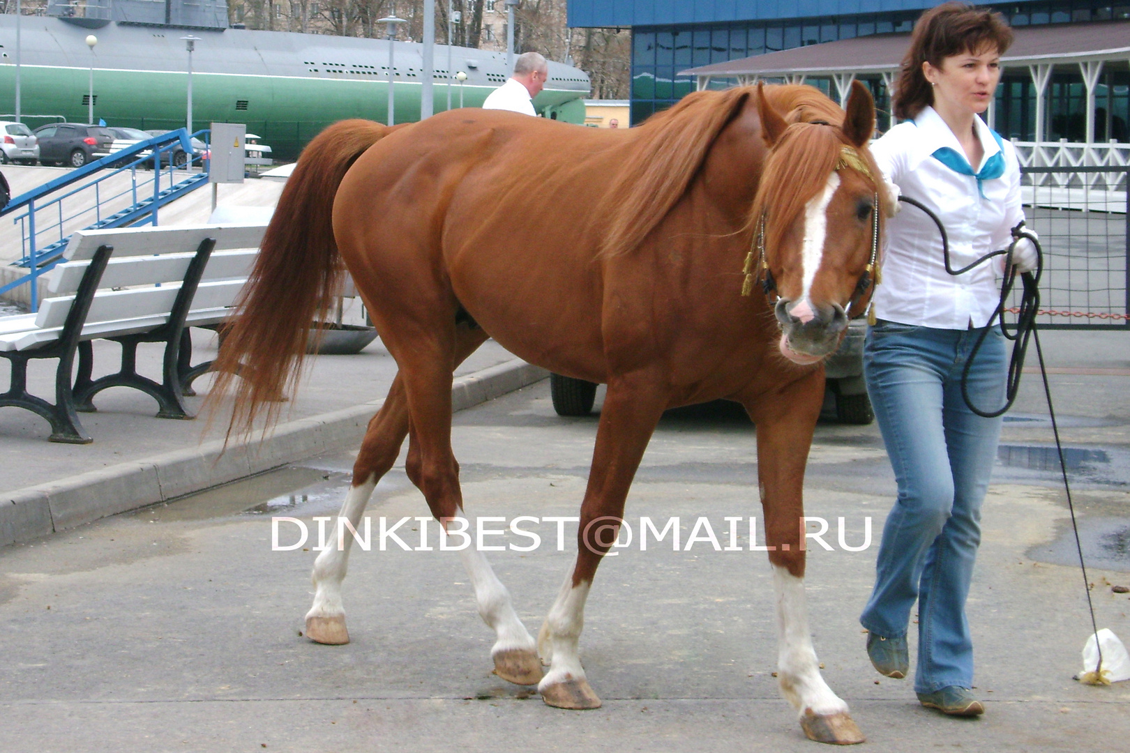 arabian stallion Gospodin