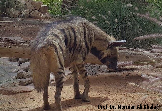 Arabian Striped Hyaena (Hyaena hyaena sultana) in Sharjah, UAE