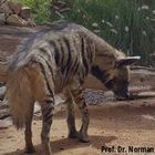 Arabian Striped Hyaena (Hyaena hyaena sultana) in Sharjah, UAE