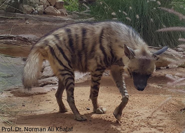 Arabian Striped Hyaena (Hyaena hyaena sultana) in Sharjah, UAE