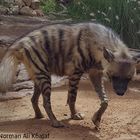 Arabian Striped Hyaena (Hyaena hyaena sultana) in Sharjah, UAE