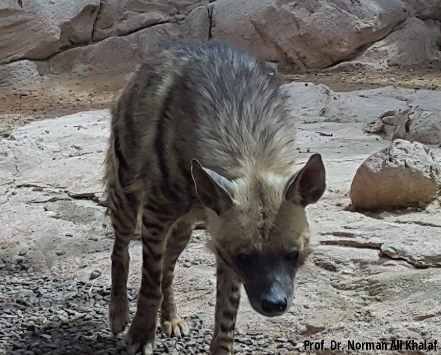 Arabian Striped Hyaena (Hyaena hyaena sultana) in Sharjah, UAE