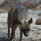 Arabian Striped Hyaena (Hyaena hyaena sultana) in Sharjah, UAE