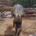 Arabian Striped Hyaena (Hyaena hyaena sultana) in Sharjah, UAE