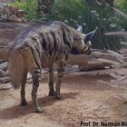 Arabian Striped Hyaena (Hyaena hyaena sultana) in Sharjah, UAE