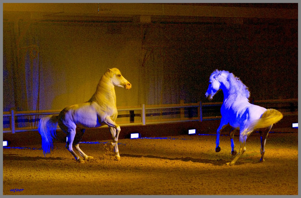 Arabians at play in Al Saheel Show