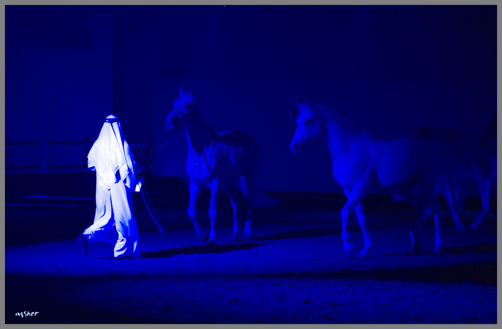 Arabians in Al Saheel Show