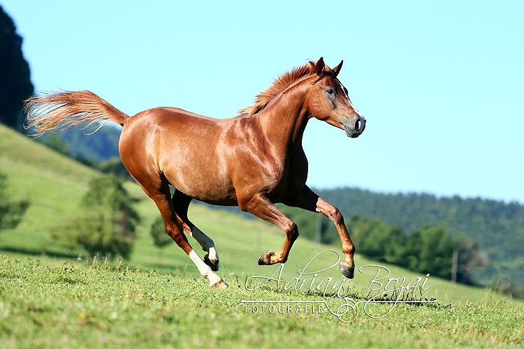 Arabien Feuer